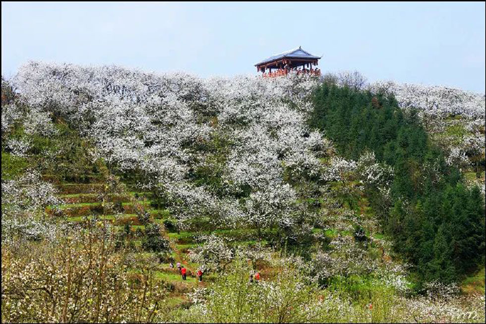 【春天，广西桂林灌阳县向您发出邀请！】我们在灌阳看梨花 - 游山玩水 - 杭州生活社区 - 杭州28生活网 hz.28life.net