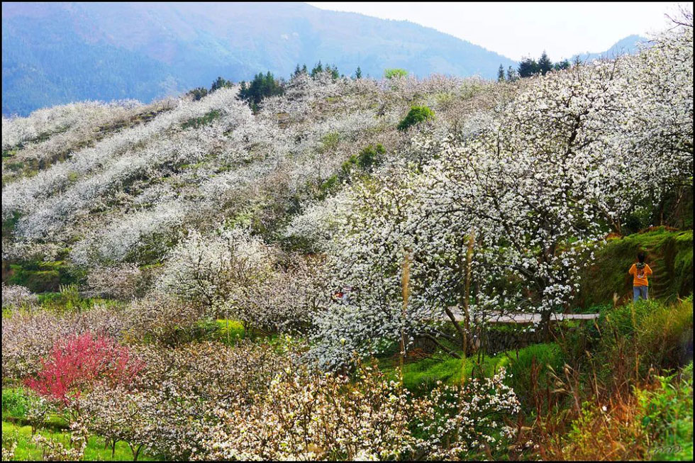 【春天，广西桂林灌阳县向您发出邀请！】我们在灌阳看梨花 - 游山玩水 - 杭州生活社区 - 杭州28生活网 hz.28life.net