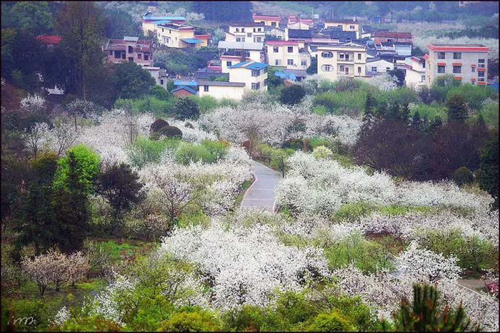 【春天，广西桂林灌阳县向您发出邀请！】我们在灌阳看梨花 - 游山玩水 - 杭州生活社区 - 杭州28生活网 hz.28life.net