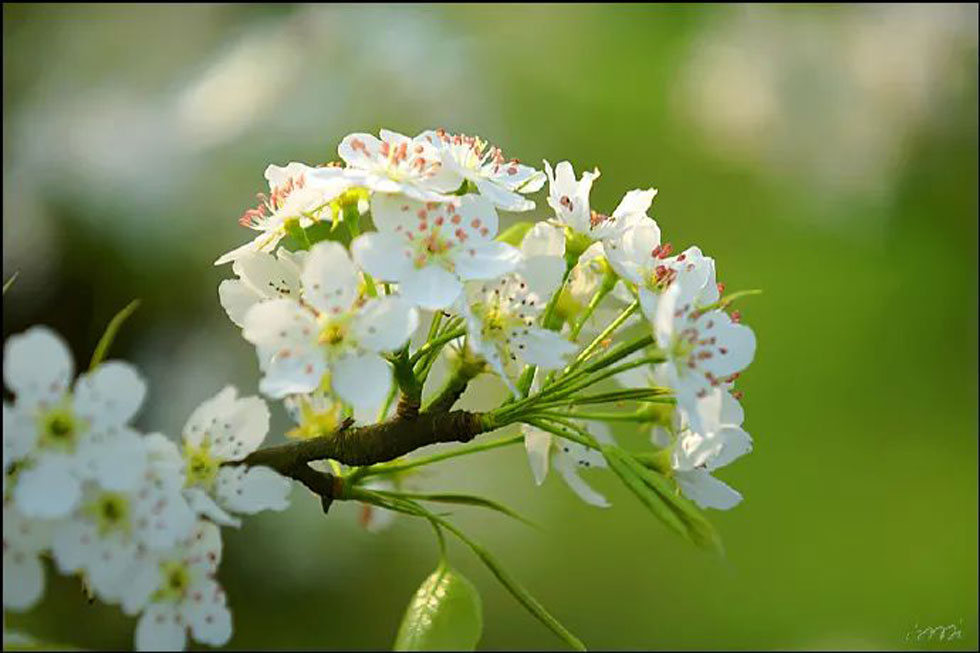 【春天，广西桂林灌阳县向您发出邀请！】我们在灌阳看梨花 - 游山玩水 - 杭州生活社区 - 杭州28生活网 hz.28life.net