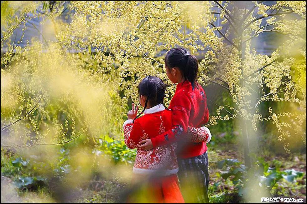 【春天，广西桂林灌阳县向您发出邀请！】米珠山前有片山苍子花在飘香 - 游山玩水 - 杭州生活社区 - 杭州28生活网 hz.28life.net