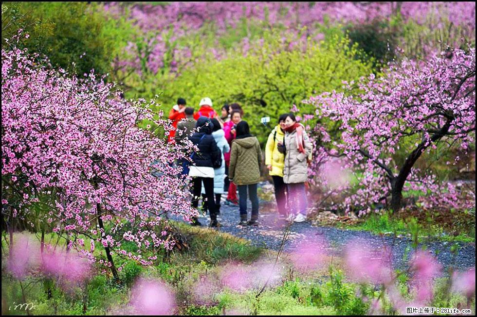 【春天，广西桂林灌阳县向您发出邀请！】官庄村有个醉美的桃花园 - 游山玩水 - 杭州生活社区 - 杭州28生活网 hz.28life.net