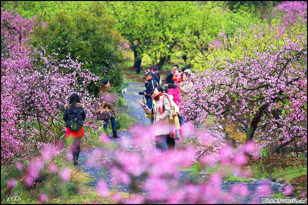 【春天，广西桂林灌阳县向您发出邀请！】官庄村有个醉美的桃花园 - 游山玩水 - 杭州生活社区 - 杭州28生活网 hz.28life.net