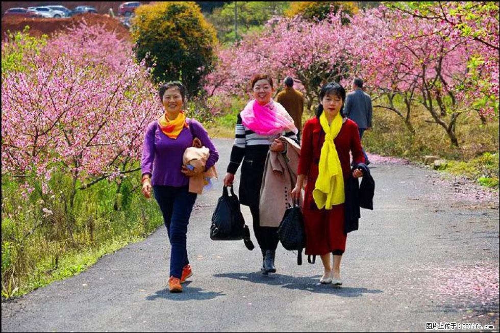 【春天，广西桂林灌阳县向您发出邀请！】官庄村有个醉美的桃花园 - 游山玩水 - 杭州生活社区 - 杭州28生活网 hz.28life.net
