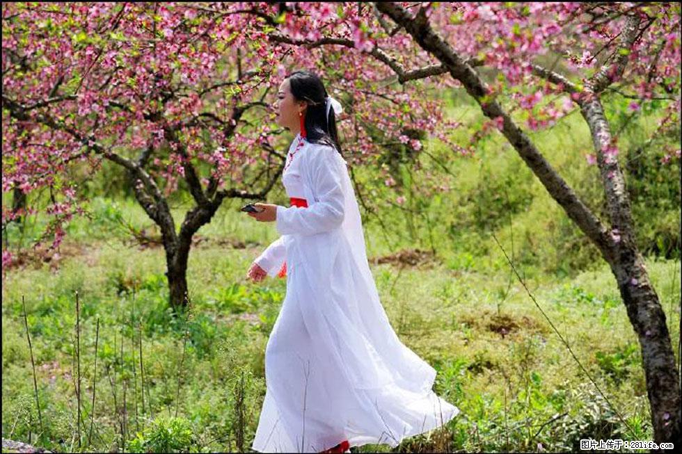 【春天，广西桂林灌阳县向您发出邀请！】官庄村有个醉美的桃花园 - 游山玩水 - 杭州生活社区 - 杭州28生活网 hz.28life.net