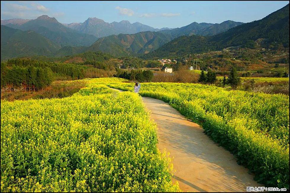 【春天，广西桂林灌阳县向您发出邀请！】长坪村油菜盛情花开 - 游山玩水 - 杭州生活社区 - 杭州28生活网 hz.28life.net