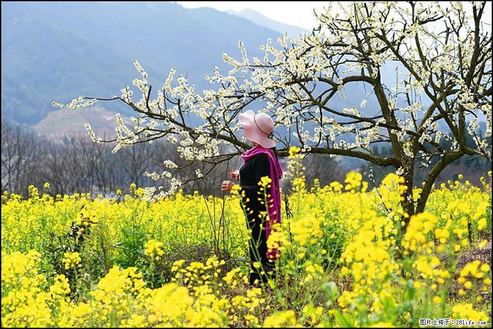 【春天，广西桂林灌阳县向您发出邀请！】长坪村油菜盛情花开 - 游山玩水 - 杭州生活社区 - 杭州28生活网 hz.28life.net