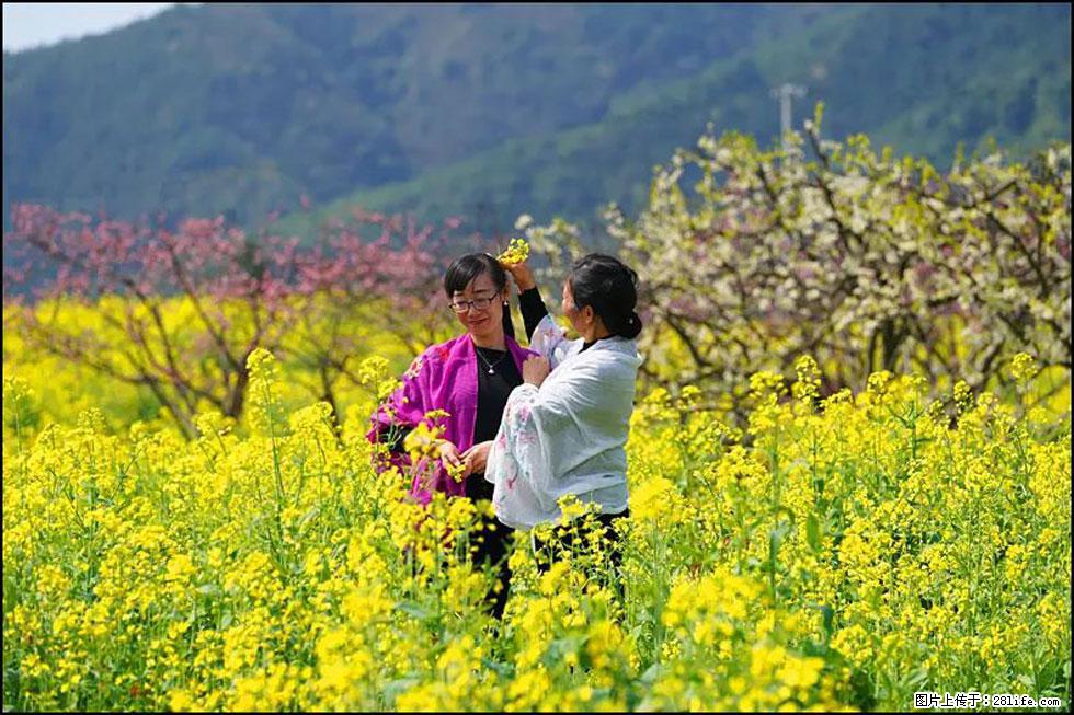【春天，广西桂林灌阳县向您发出邀请！】长坪村油菜盛情花开 - 游山玩水 - 杭州生活社区 - 杭州28生活网 hz.28life.net
