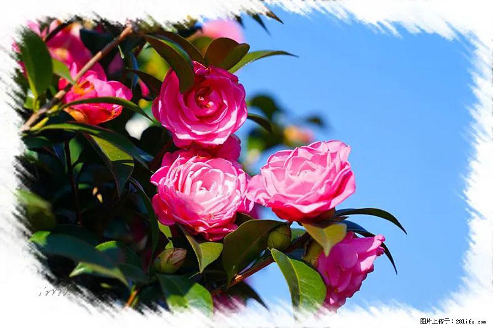 【春天，广西桂林灌阳县向您发出邀请！】杨柳井茶花惹人爱 - 游山玩水 - 杭州生活社区 - 杭州28生活网 hz.28life.net