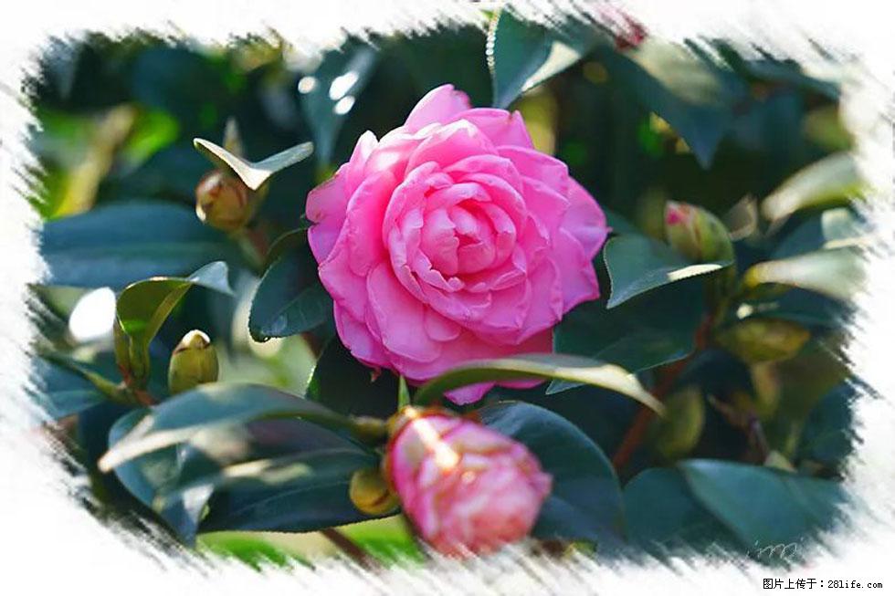 【春天，广西桂林灌阳县向您发出邀请！】杨柳井茶花惹人爱 - 游山玩水 - 杭州生活社区 - 杭州28生活网 hz.28life.net
