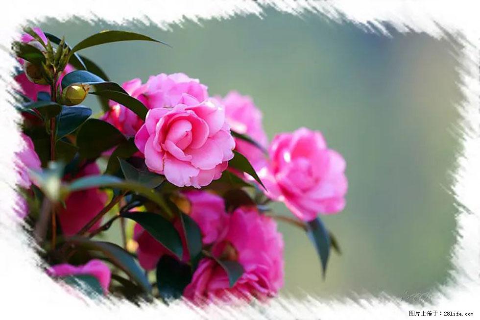 【春天，广西桂林灌阳县向您发出邀请！】杨柳井茶花惹人爱 - 游山玩水 - 杭州生活社区 - 杭州28生活网 hz.28life.net