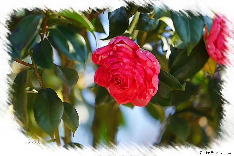 【春天，广西桂林灌阳县向您发出邀请！】杨柳井茶花惹人爱 - 游山玩水 - 杭州生活社区 - 杭州28生活网 hz.28life.net