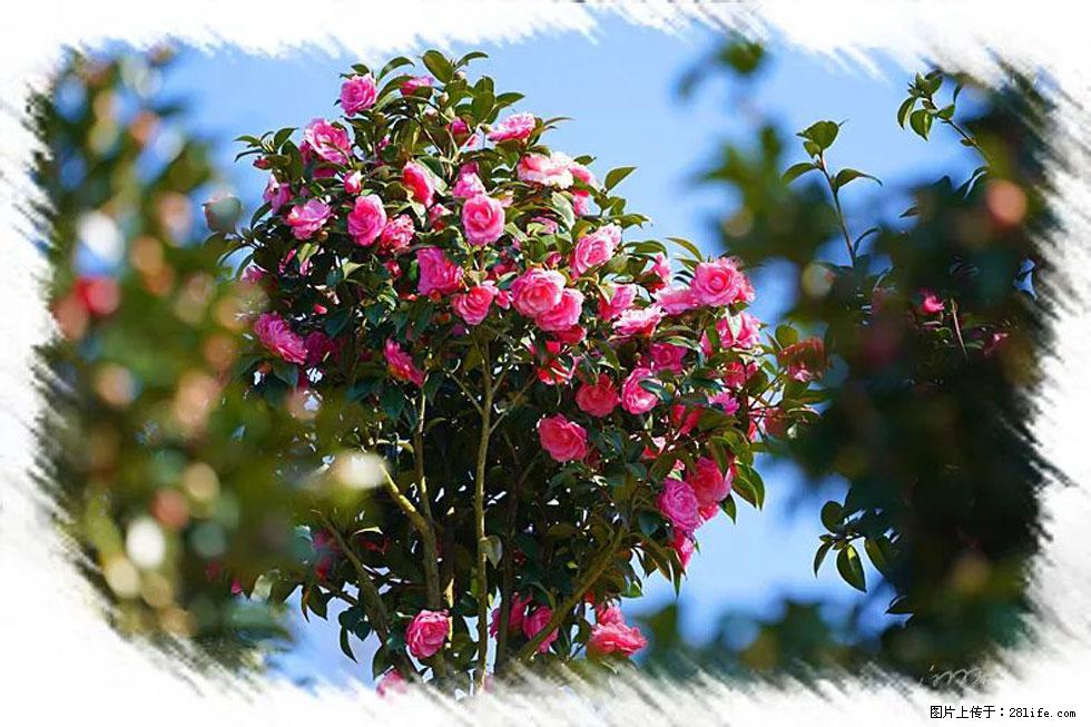 【春天，广西桂林灌阳县向您发出邀请！】杨柳井茶花惹人爱 - 游山玩水 - 杭州生活社区 - 杭州28生活网 hz.28life.net