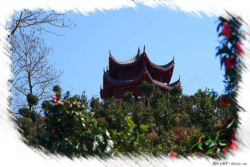 【春天，广西桂林灌阳县向您发出邀请！】杨柳井茶花惹人爱 - 游山玩水 - 杭州生活社区 - 杭州28生活网 hz.28life.net