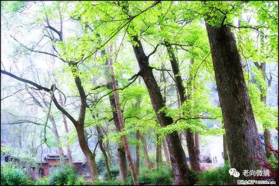 【春天，广西桂林灌阳县向您发出邀请！】在小龙村与春天约会 - 游山玩水 - 杭州生活社区 - 杭州28生活网 hz.28life.net