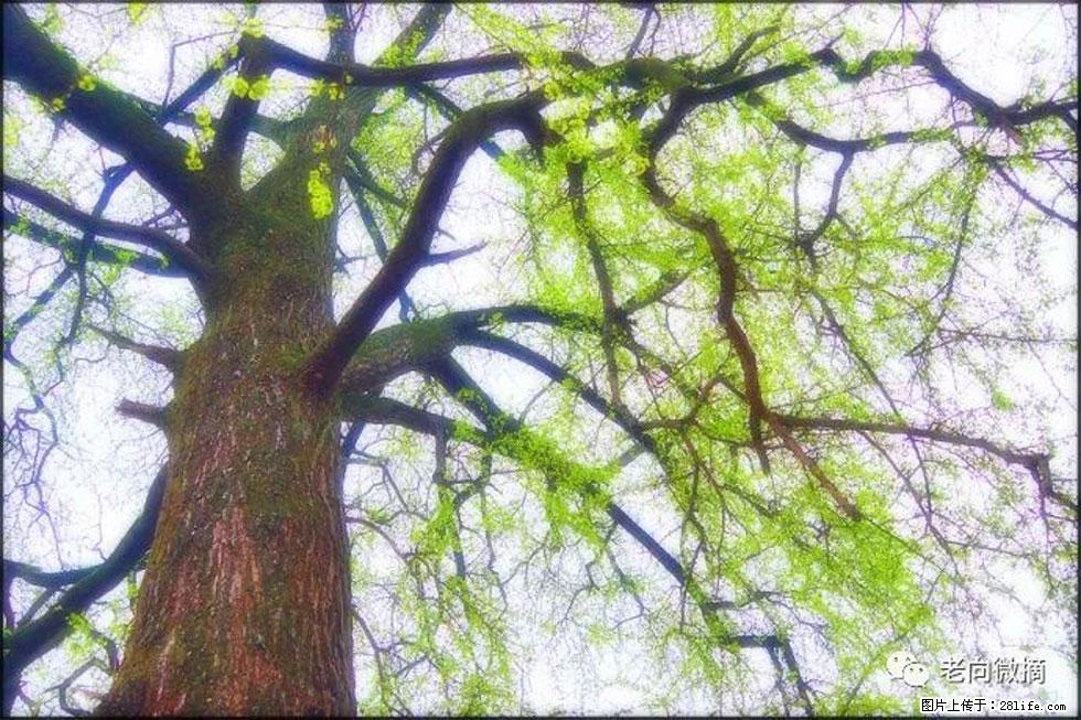 【春天，广西桂林灌阳县向您发出邀请！】在小龙村与春天约会 - 游山玩水 - 杭州生活社区 - 杭州28生活网 hz.28life.net
