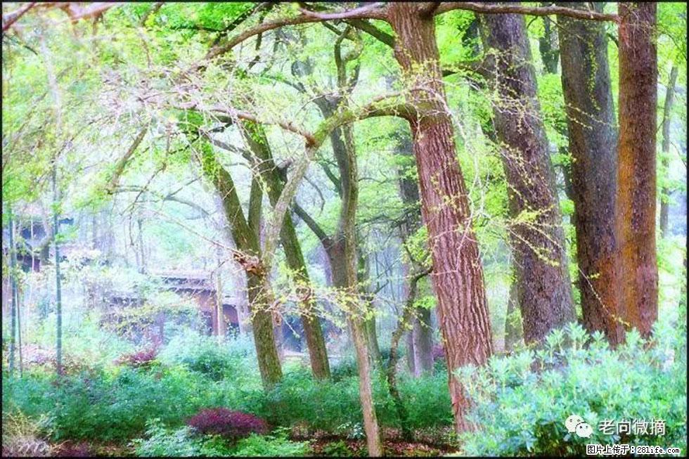 【春天，广西桂林灌阳县向您发出邀请！】在小龙村与春天约会 - 游山玩水 - 杭州生活社区 - 杭州28生活网 hz.28life.net