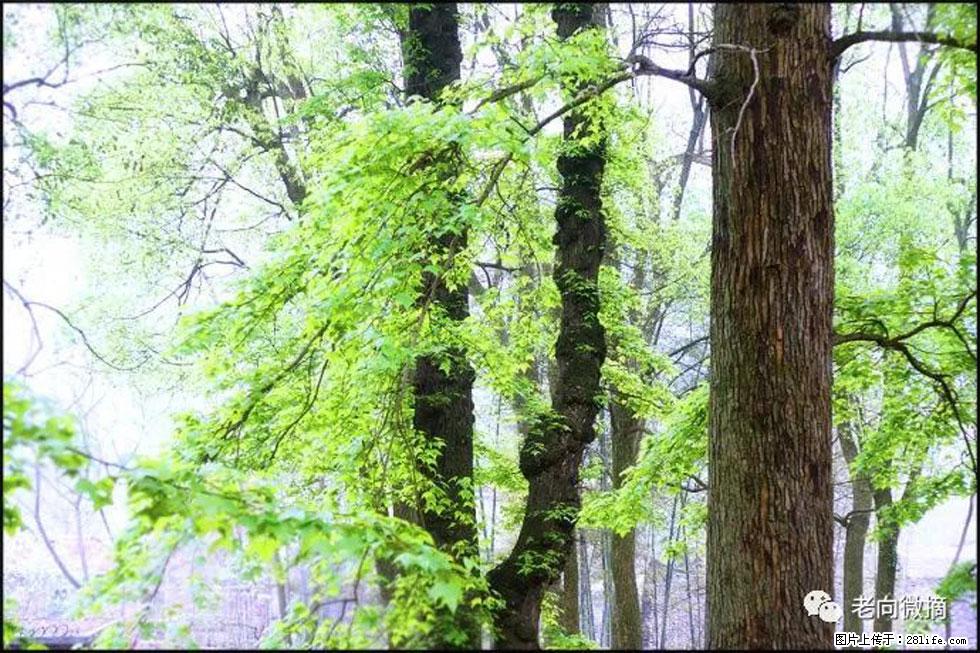 【春天，广西桂林灌阳县向您发出邀请！】在小龙村与春天约会 - 游山玩水 - 杭州生活社区 - 杭州28生活网 hz.28life.net