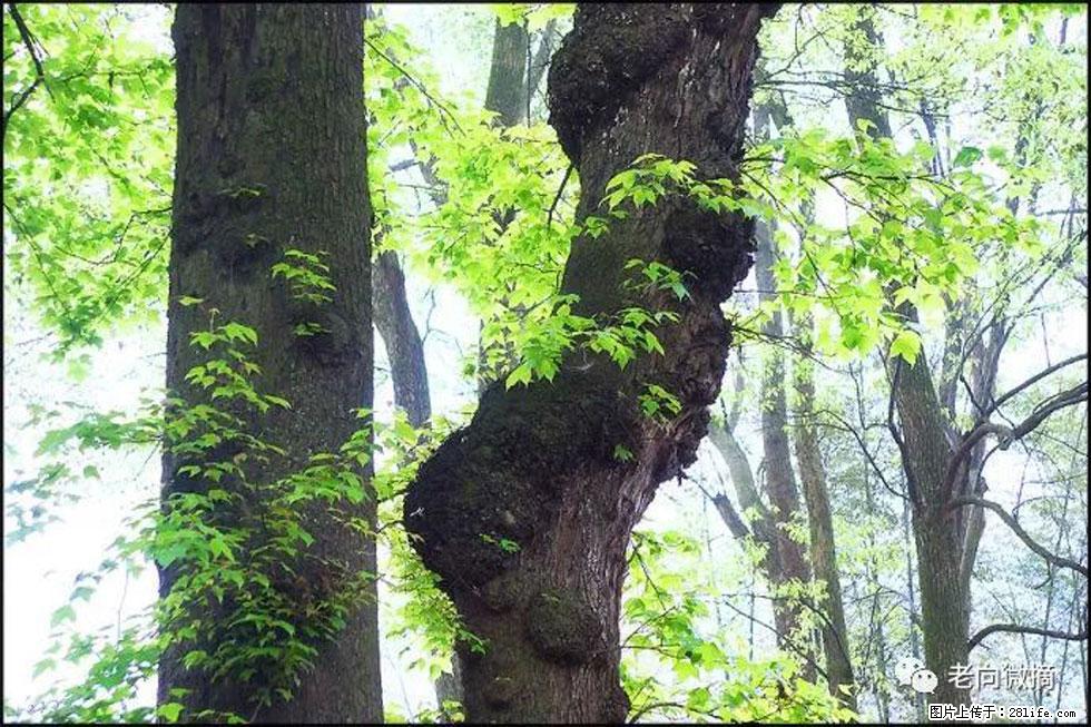 【春天，广西桂林灌阳县向您发出邀请！】在小龙村与春天约会 - 游山玩水 - 杭州生活社区 - 杭州28生活网 hz.28life.net