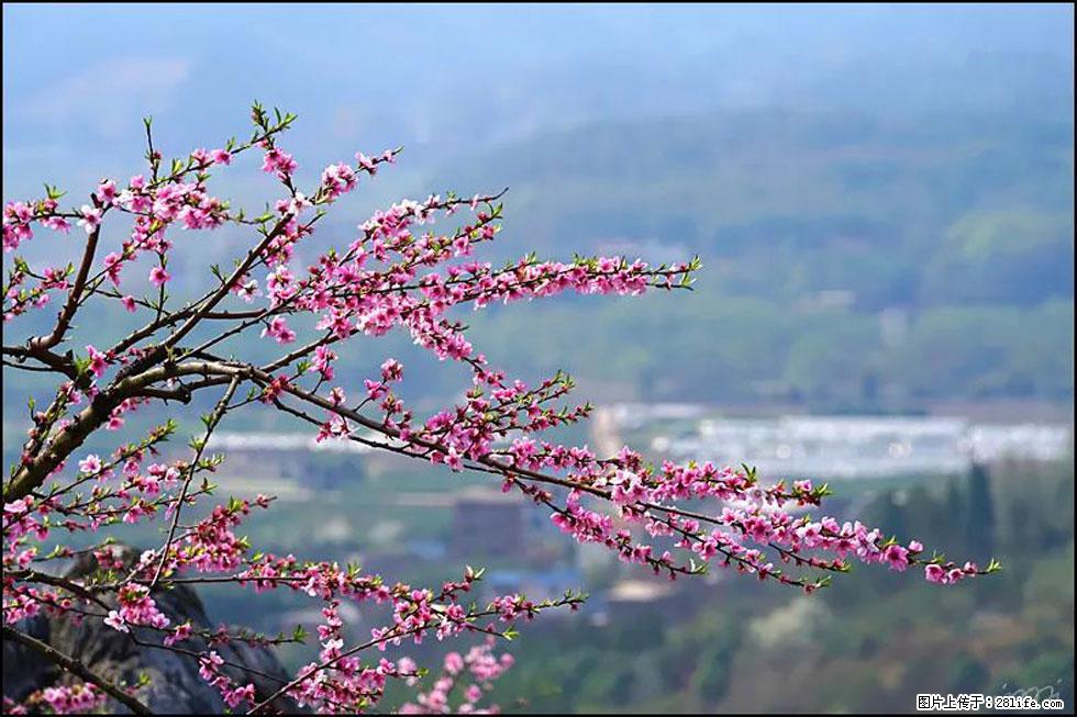 【春天，广西桂林灌阳县向您发出邀请！】望月岭上桃花开 - 游山玩水 - 杭州生活社区 - 杭州28生活网 hz.28life.net