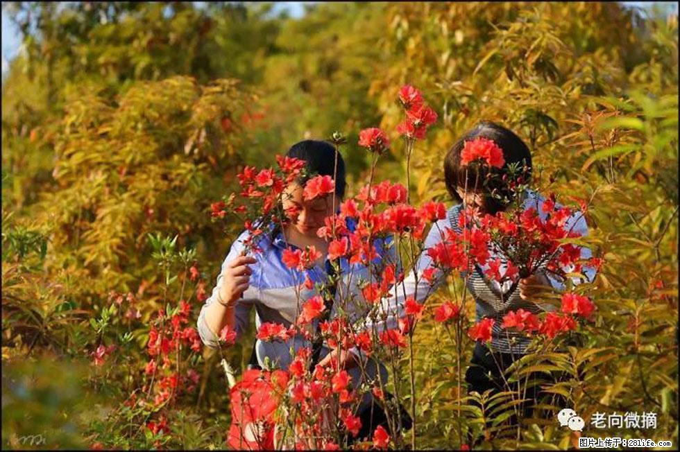 【春天，广西桂林灌阳县向您发出邀请！】登麒麟山，相约映山红 - 游山玩水 - 杭州生活社区 - 杭州28生活网 hz.28life.net