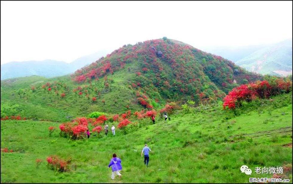 【春天，广西桂林灌阳县向您发出邀请！】宝盖山上映山红 - 游山玩水 - 杭州生活社区 - 杭州28生活网 hz.28life.net