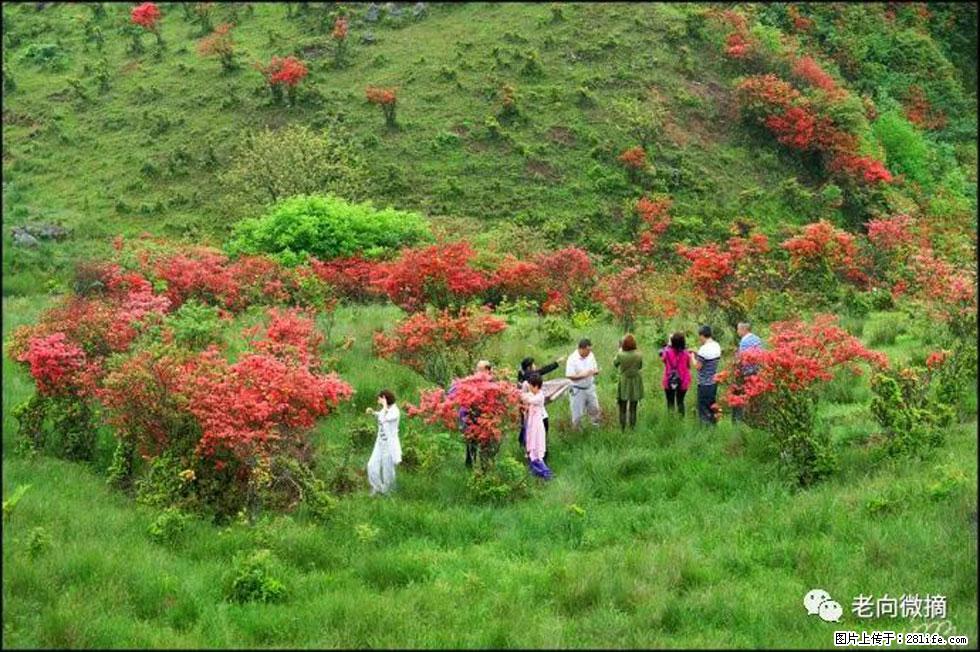 【春天，广西桂林灌阳县向您发出邀请！】宝盖山上映山红 - 游山玩水 - 杭州生活社区 - 杭州28生活网 hz.28life.net