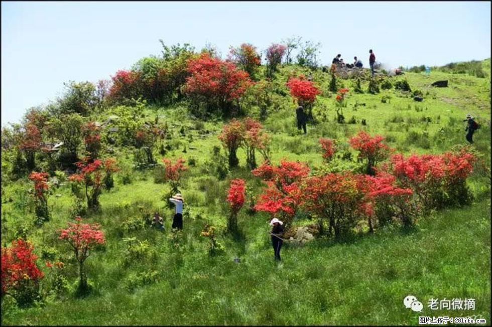 【春天，广西桂林灌阳县向您发出邀请！】宝盖山上映山红 - 游山玩水 - 杭州生活社区 - 杭州28生活网 hz.28life.net