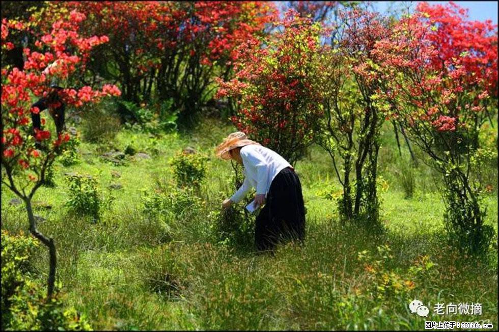 【春天，广西桂林灌阳县向您发出邀请！】宝盖山上映山红 - 游山玩水 - 杭州生活社区 - 杭州28生活网 hz.28life.net