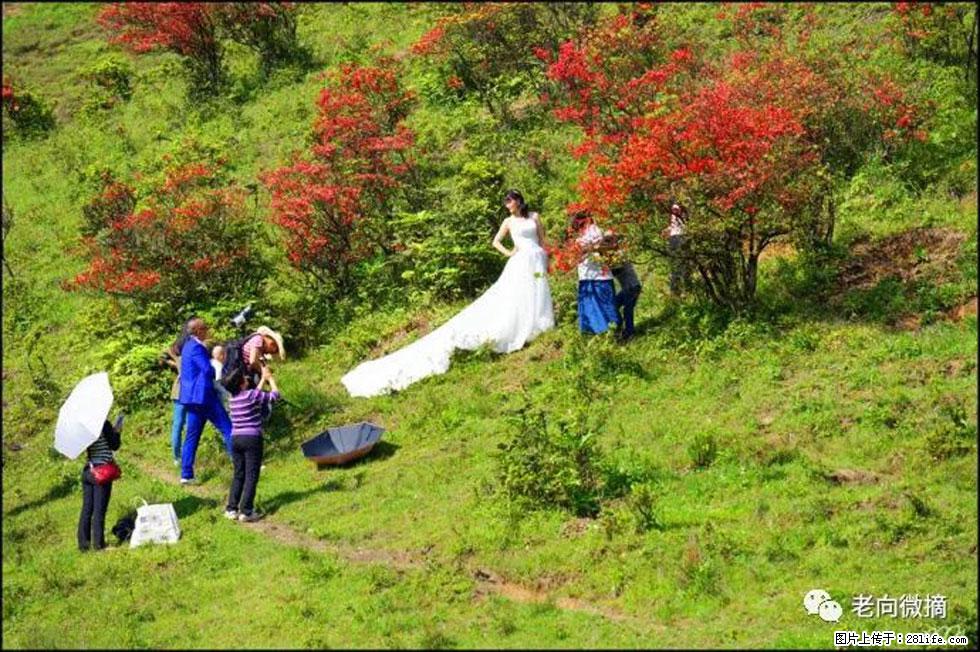 【春天，广西桂林灌阳县向您发出邀请！】宝盖山上映山红 - 游山玩水 - 杭州生活社区 - 杭州28生活网 hz.28life.net