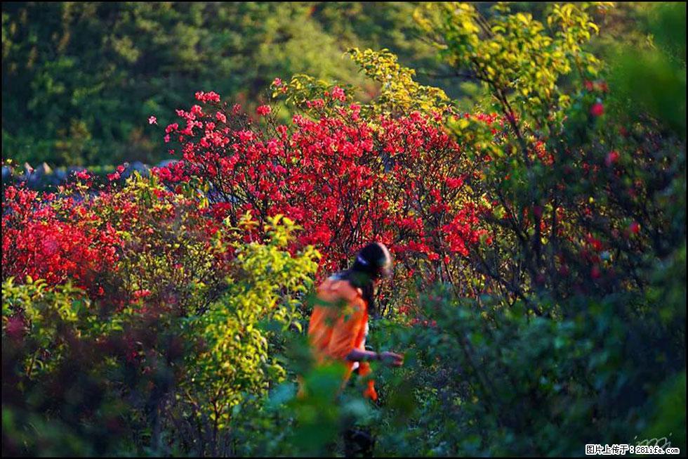 【春天，广西桂林灌阳县向您发出邀请！】春木界上映山红 - 游山玩水 - 杭州生活社区 - 杭州28生活网 hz.28life.net