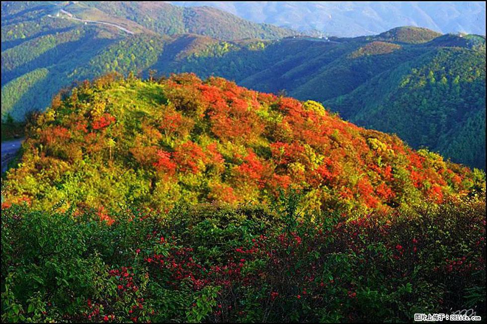 【春天，广西桂林灌阳县向您发出邀请！】春木界上映山红 - 游山玩水 - 杭州生活社区 - 杭州28生活网 hz.28life.net