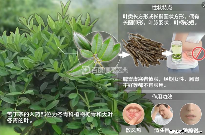 苦丁茶有哪些功效和作用 - 生活百科 - 杭州生活社区 - 杭州28生活网 hz.28life.net