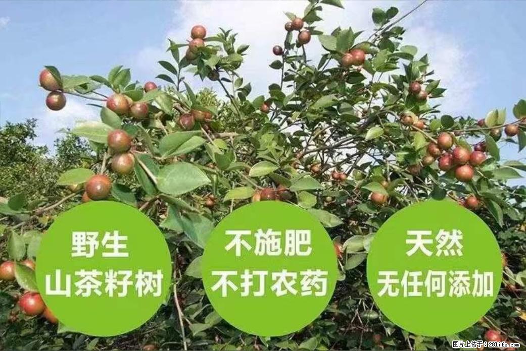 【灌阳县油茶产业示范区】一个有着充实的精神生活的人，对待身外之物自会有一种淡泊的态度 - 美食天地 - 杭州生活社区 - 杭州28生活网 hz.28life.net