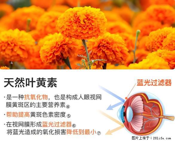叶黄素有什么功效和作用 - 生活百科 - 杭州生活社区 - 杭州28生活网 hz.28life.net