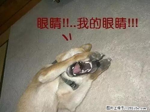 笑癫了！一女的怀孕三年未生，他终于忍不住了... - 娱乐八卦 - 杭州生活社区 - 杭州28生活网 hz.28life.net