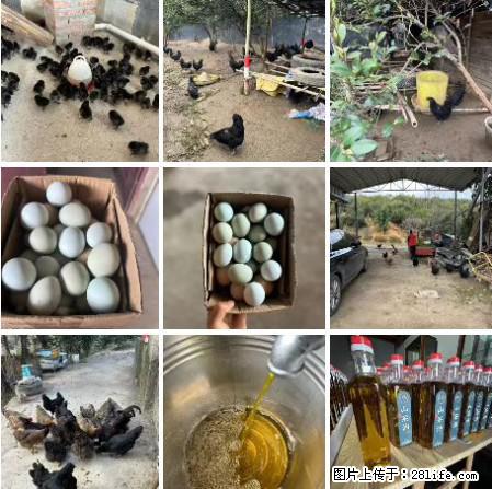 油茶园从小鸡仔开始养起的纯土鸡、土鸡蛋可以预定啦！还有前几天刚榨的纯山茶油哦 - 土特产 - 饮食特产 - 杭州分类信息 - 杭州28生活网 hz.28life.net