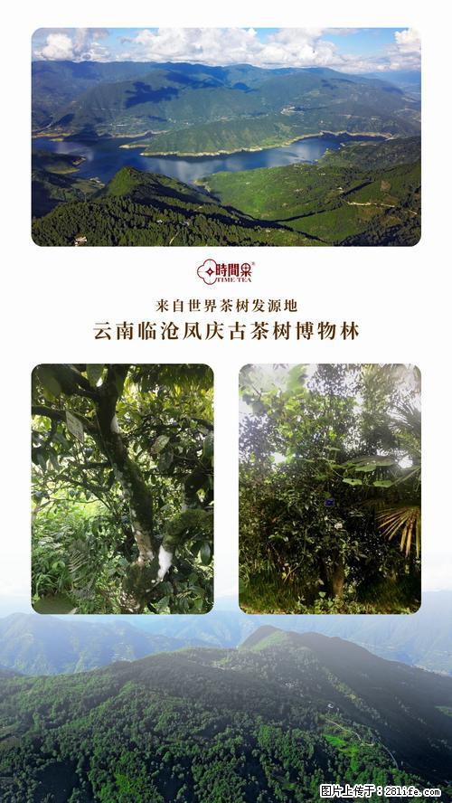 时间果百年古树2025年春红茶 - 购物交流 - 杭州生活社区 - 杭州28生活网 hz.28life.net