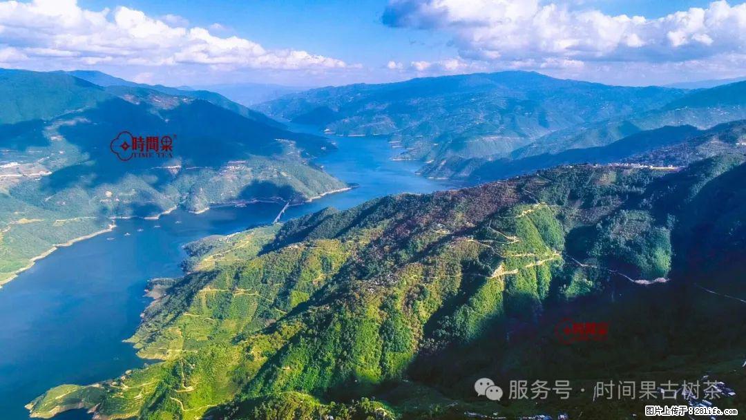 时间果百年古树龙珠普洱生茶 - 购物交流 - 杭州生活社区 - 杭州28生活网 hz.28life.net