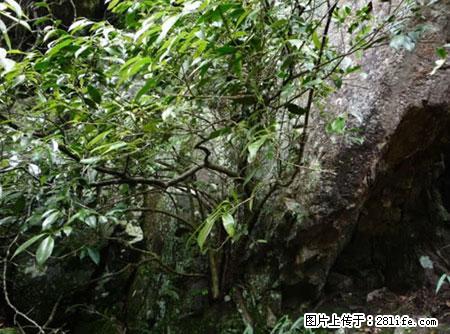 平乐石崖茶，珍贵仅次于金花茶 - 杭州生活资讯 - 杭州28生活网 hz.28life.net