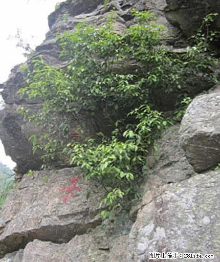 平乐石崖茶，珍贵仅次于金花茶 - 杭州生活资讯 - 杭州28生活网 hz.28life.net